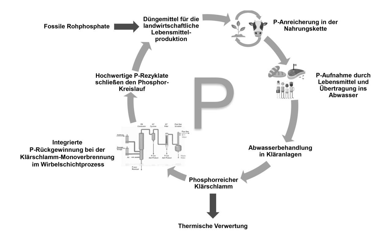 Schaubild Phosphor-Kreislauf